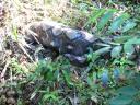 Python met aap of hert in buik..