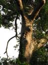 Great Hornbill