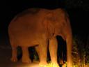 Wilde olifant!!