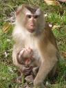 monkey business