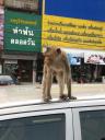 more monkeys