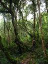 Cameron Highlands