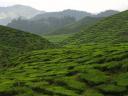 theeplantage, Cameron Highlands
