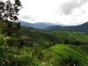Cameron Highlands