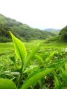theeplantage, Cameron Highlands