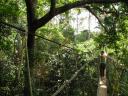 Canopy walk Taman Negara