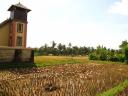 Ubud rijstveld