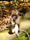 Cheeky monkey