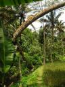 Rijstveld in jungle