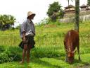 boer