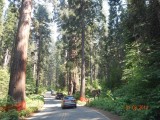 NP Sequoia  31 juli 040