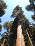 NP Sequoia  31 juli 044