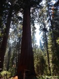 NP Sequoia  31 juli 049