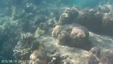 Snorkelen (kort filmpje)