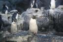 Pinguins