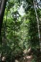 Jungle
