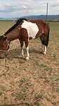 Jakari