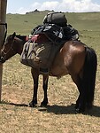 Packy thé packhorse