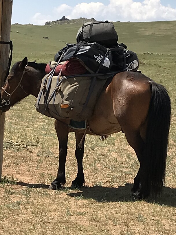 Packy thé packhorse
