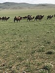 Kamelen in de Mongoolse steppe