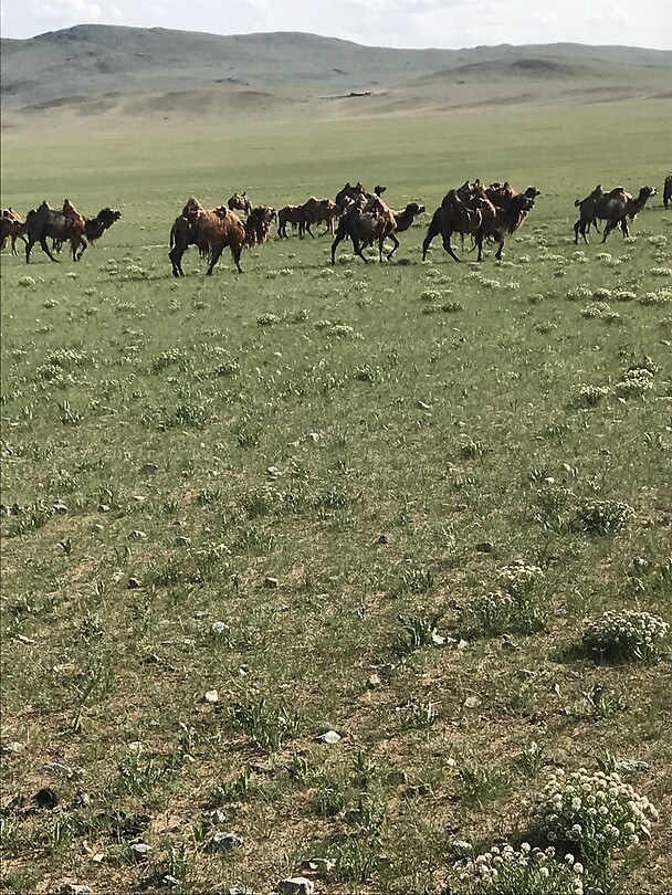 Kamelen in de Mongoolse steppe