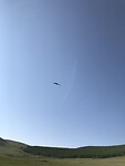 Roofvogel