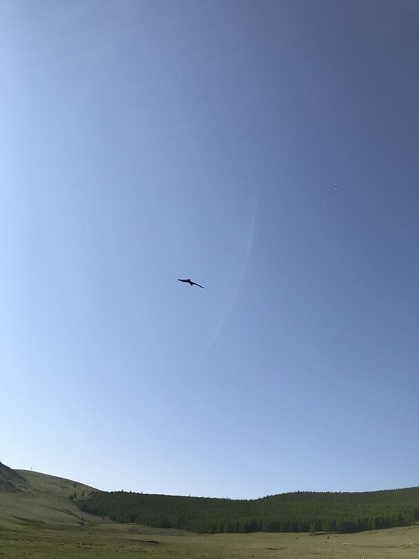 Roofvogel