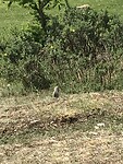 Nog zand eekhoorns 🐿