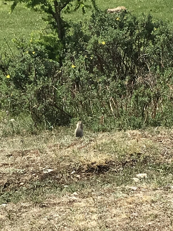 Nog zand eekhoorns 🐿