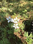 Mooie bloemen op de bergen