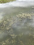 Bloemetjes in de rivier