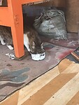 De poes kreeg ook wat melk en vlees😍