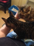Samen op schoot
