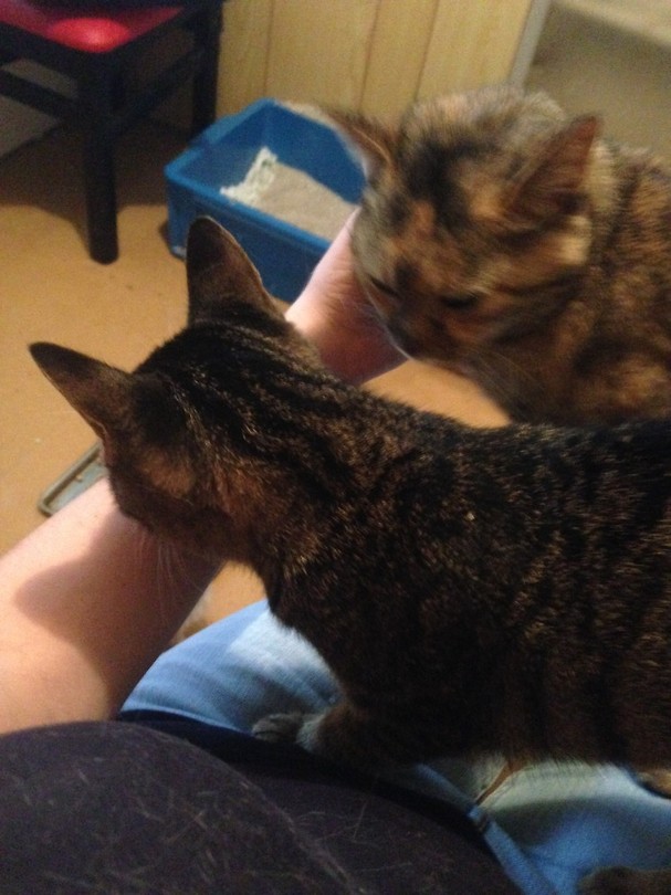Samen op schoot