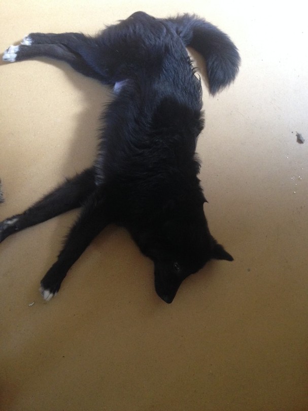 Also doge
