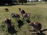 Kangoeroe veld Morisset (3)