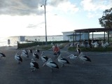 Pelikanen bij Nelson Bay
