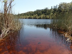Lake met baby schildpadjes