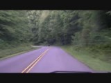 Zwarte beer op blueridge parkway