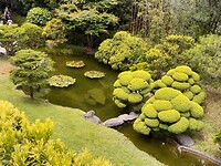 Japanse tuin/bomen
