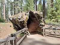 Ingang seqouia