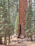 General sherman