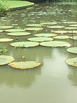 Waterlelies Bogor