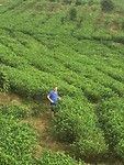 Theeplantage