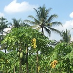 Papaya