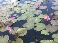 Waterlelies voor stadhuis