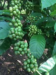 Koffieplant