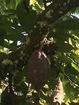 Cacao