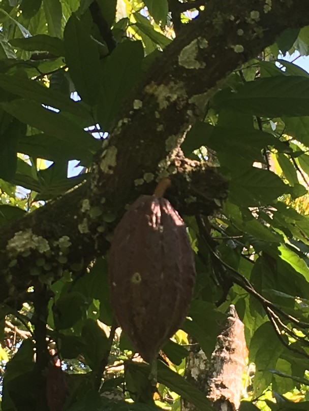 Cacao