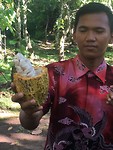 Cacao